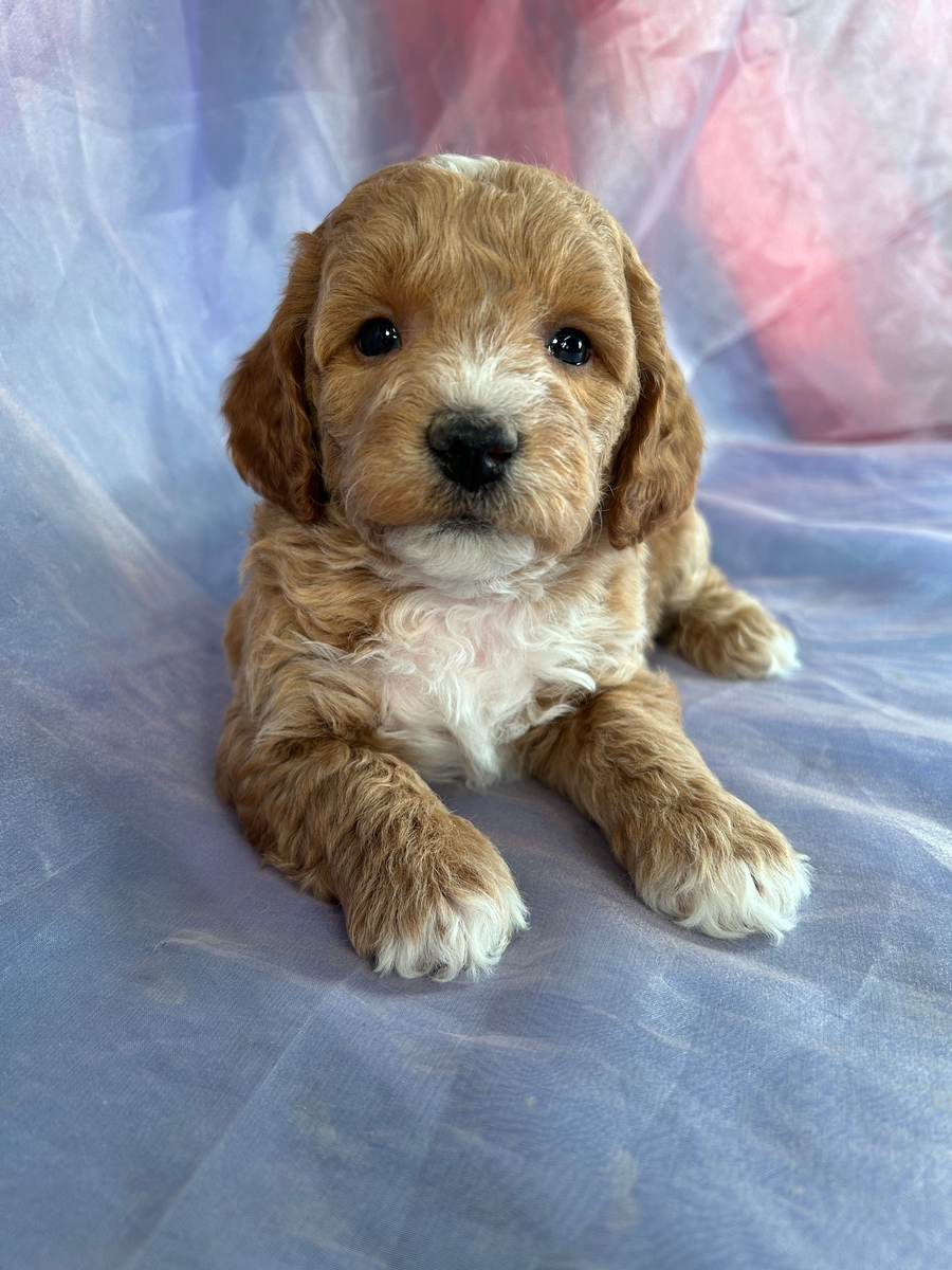 Male Bichon Poo Pup for Sale DOB 10-18-2023 $1200